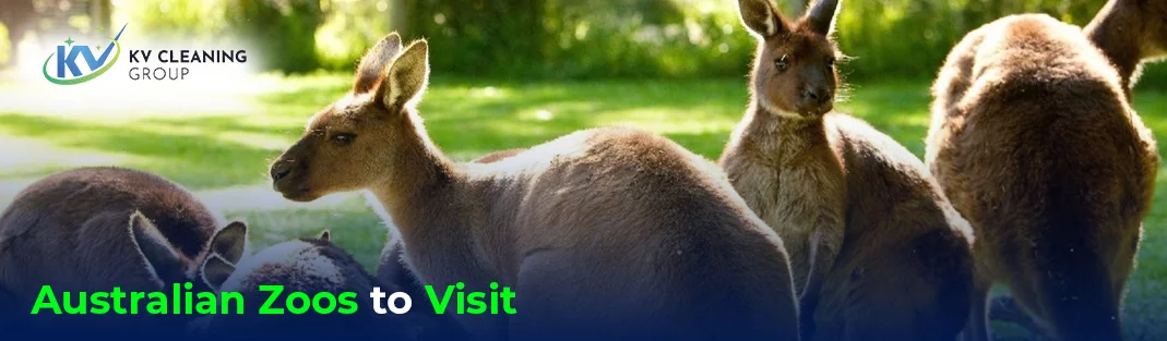 Top Australian Zoos to Visit