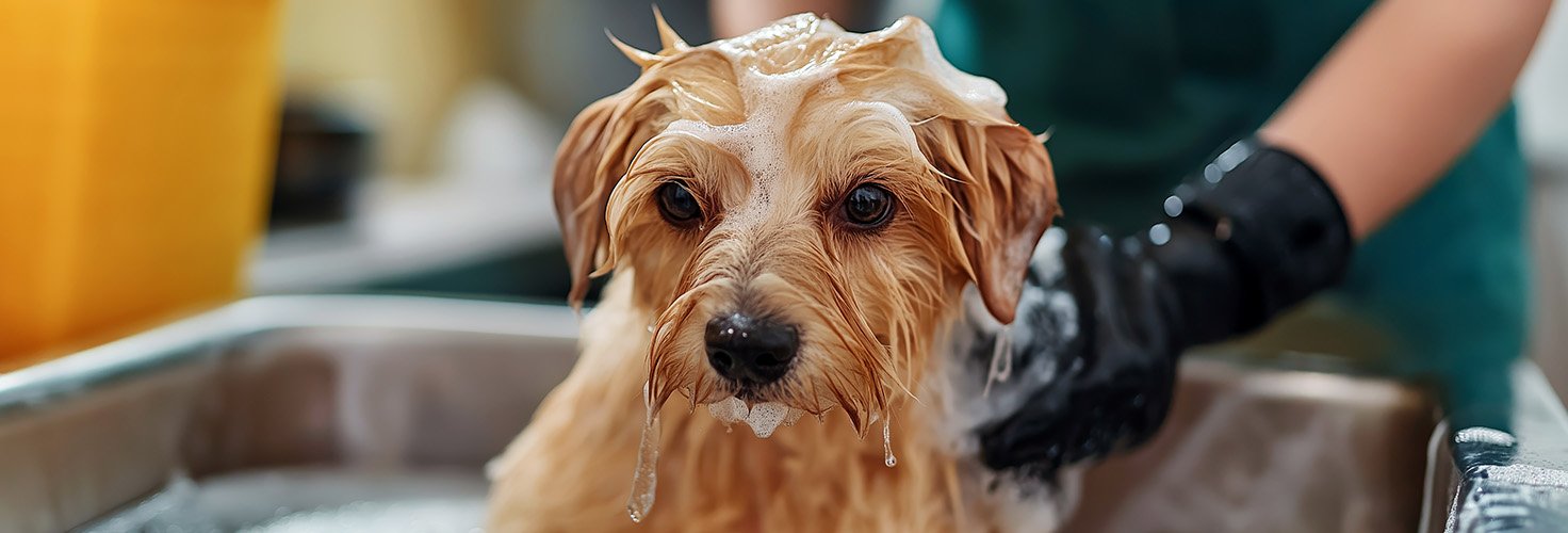 Top Clean Living Tips for Australian Pet Owners